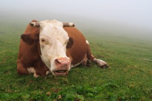common diseases in cattle in lethbridge ab