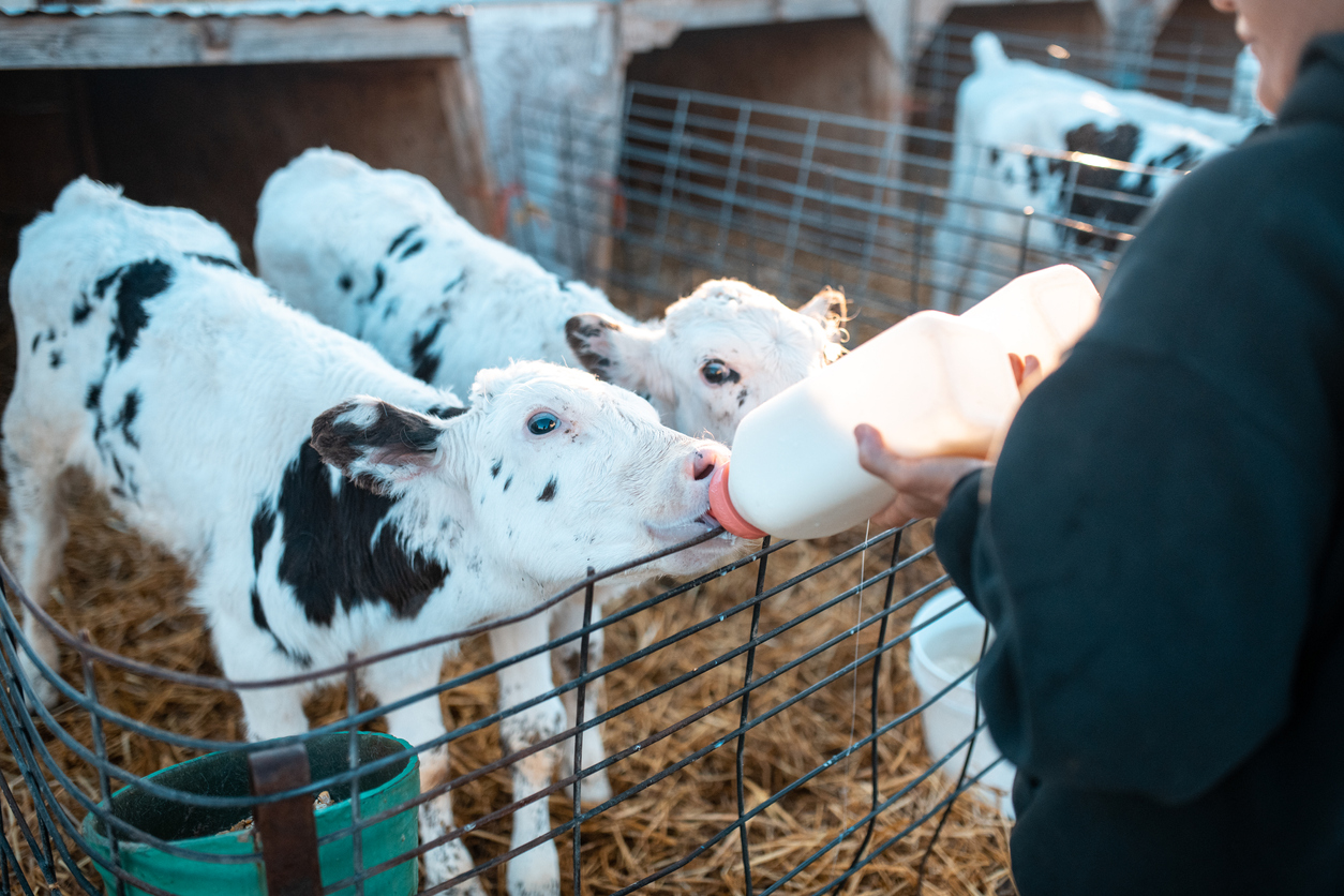 proper nutrition for feeding calves in lethbridge ab