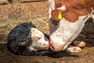 safely deliver a breech calf in lethbridge ab