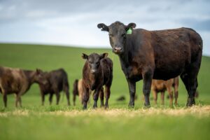 tips for beginners raising cattle in lethbridge ab