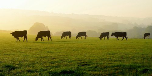 herd-of-cattle-grazing-across-a-field-of-grass