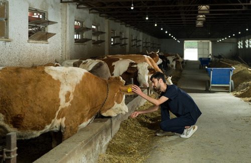 vet-examining-cow-in-barn