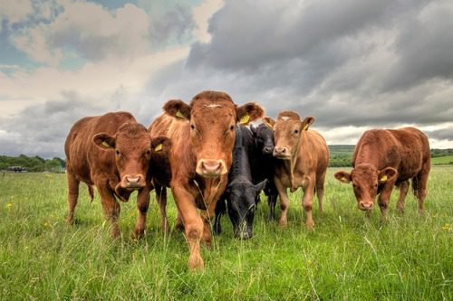 herd-of-cattle-in-field