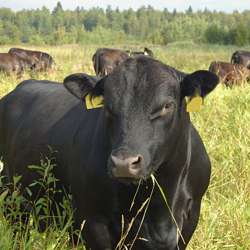 cow/calf reproductive health services lethbridge alberta